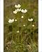 Photographic Prints of Grass of Parnassus in flower from Ardea Wildlife Pets