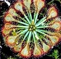 Spoonleaf Sundew Plant -Drosera spathulata- Carnivorous
