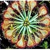 Spoonleaf Sundew Plant -Drosera spathulata- Carnivorous