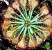 Spoonleaf Sundew Plant -Drosera spathulata- Carnivorous