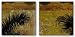 Palma I-II Set by Ivan Reyes 12"x36" Art Print Poster Latin