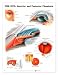 Eye Anterior and Poster Chambers Anatomical Chart Unmounted-9694PU