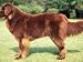Brown Newfoundland Standing in Show Stack / Pose Animals Photographic Poster Print by Adriano Bacchella, 16x12