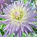 SELECT COLLECTION - Dahlia Mingus Gregory Tubers (2 in Pack)