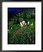 Beargrass (Xerophyllum Tenax) Near Eagle Pass, Mission Mountains Tribal Wilderness, M...
