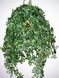 Large Philodendron Hanging Basket