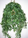 Review Silk Plants Plus  / Large English Ivy Hanging Basket