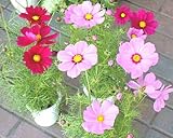 コスモス（秋桜）鉢植え：4号プラスチック鉢花 花付きミックス植え