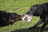 Dogs Tugging on an Old Football - 24"W x 16"H - Peel and Stick Wall Decal by Wallmonkeys