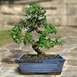 bonsai trees for sale
