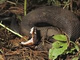Close-Up of a Cottonmouth, Atchafalaya National Wildlife Refuge, Louisiana Photographic Poster Print, 18x24