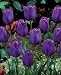 8 Triumph 'Purple Flag' Tulip Flower Bulbs, Perennial!