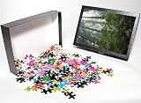 Photo Jigsaw Puzzle of Rhododendrons amongst the mist and tall Redwood trees, California, United from Robert Harding