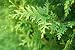 Macro Green Juniper - 24