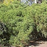 WESTERN COAST ACACIA - 20 Seeds - Acacia cyclops