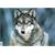 Grey Wolf poster 61x92 cm