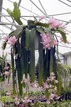Light Pink Orchid Cactus 8" HB - Epiphyllum - Bud/Bloom