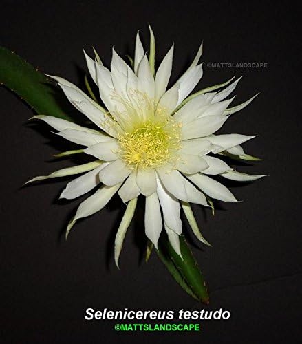 Species SELENICEREUS TESTUDO, Epiphyllum, Rare Species Cactus, 1 Gallon, Orchid Cactus, Slightly Fragrant Blooms, 2 Rooted Plants