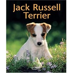 Jack Russell terrier