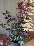 Details zu "roter japanischer F&auml;cherahorn Acer palmatum Atropurpureum 80 cm hoch im 5 Liter Pflanzcontainer"