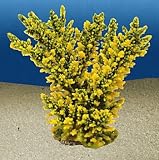 ACROPORA FLORIDA XL, gruen