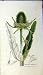 1809 Dipsacus Fullonum Sowerby Botanical Thistle Print