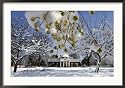 Snow Clings to Branches of a Berry Tree on the South Lawn of Thomas Jefferson's Home Collections Framed Photographic Poster Print, 35x25