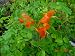 Tecoma Cape Honeysuckle Plant