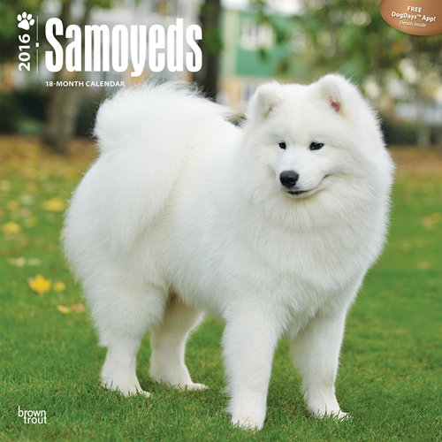Samoyeds 2016 Square 12x12 (Multilingual Edition)