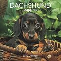 Dachshund Puppies 2010 Mini Wall