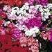 Geranium - F2 Capri - 10 Seeds