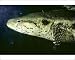 Photographic Prints of Snakehead Fish from Ardea Wildlife Pets