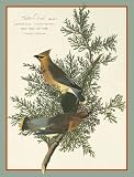 Caspari Box of 20 5-1/4 by 6-3/4 Holiday Notecards, Two Chickadees