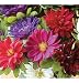 David's Non-Hybrid Flower Aster Serenade Mix 200 Seeds per Packet