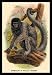 Sporting Goods : Humboldt's Woolly Monkey 12x18 Giclee on canvas