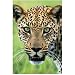 Tiere - Poster Jaguar von Jaguar - alle Infos