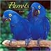 Parrots 2008 Wall Calendar
