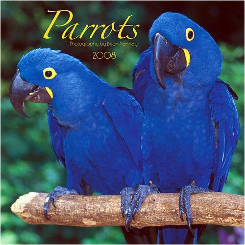Parrots 2008 Wall Calendar