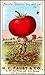 Tomato Man - Monster Tomatoe -You can't can me!