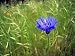 Blue Bachelor's Button (cornflower) - 24
