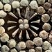 Arrangement of Spiral Shells and Bivalves Ordered in a Concentric Circle Photographic...