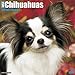 2016 Just Chihuahuas Wall Calendar