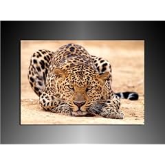 Leinwandbild "Leopard" Bild 100x70cm k. Poster / Weitere Bilder - Wandbilder - Kunstdrucke - Foto auf Leinwand finden Sie bei Leinwandbilder org - Alle Bilder fertig gerahmt mit Keilrahmen. Tiere Bilder, Landschaften, Blumen, Pfanzen, Natur_Bilder