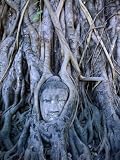 51TpCf riiL. SL160  Buddha Statue in Tree at Ayuthaya Historical Park, Ayuthaya Historical Park, Thailand Places Photographic Poster Print by Ryan Fox, 48x64