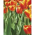 Tulips Gallery Wrapped Canvas - 16x20"