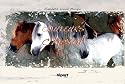 Couleurs cheval