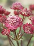 Astrantia Ruby Wedding