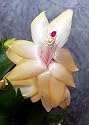 Rare Yellow Christmas Cactus Plant-Zygocactus - 6" Pot