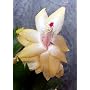 Rare Yellow Christmas Cactus Plant-Zygocactus - 6" Pot