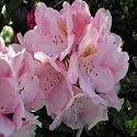Pearl Anniversary Gifts-Rhododendron Pink Pearl